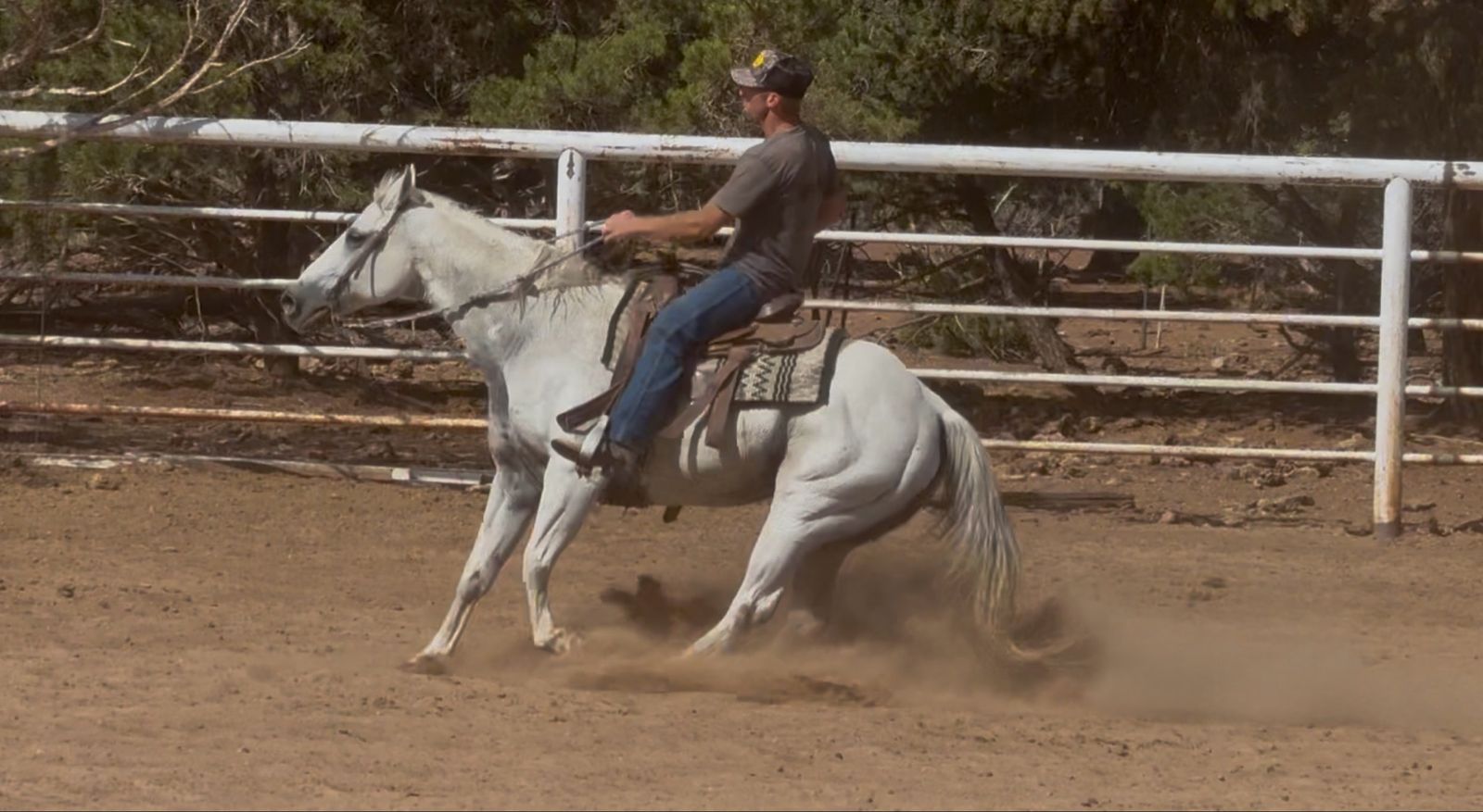 Fun 10 yr old ranch/trail/arena gelding!