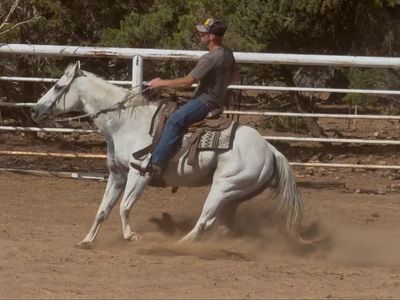 Fun 10 yr old ranch/trail/arena gelding!