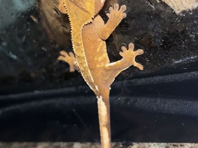 Crested Gecko + set up