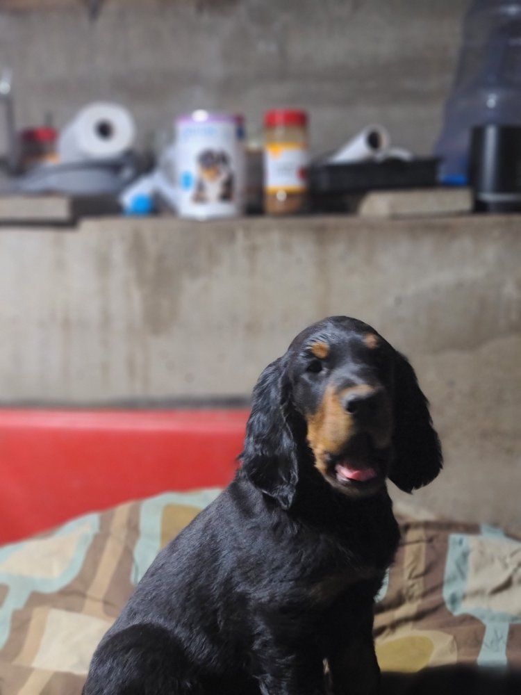 Gordon Setter Puppies