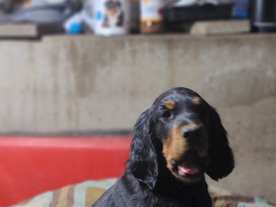 Gordon Setter Puppies