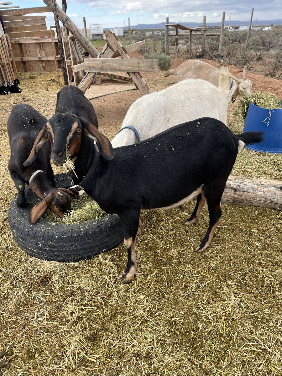 Doe Nubian for sale