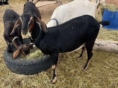 Doe Nubian for sale