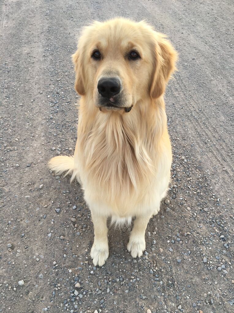 AKC Golden retriever, bernese and malamute studs