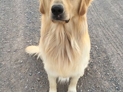 AKC Golden retriever, bernese and malamute studs