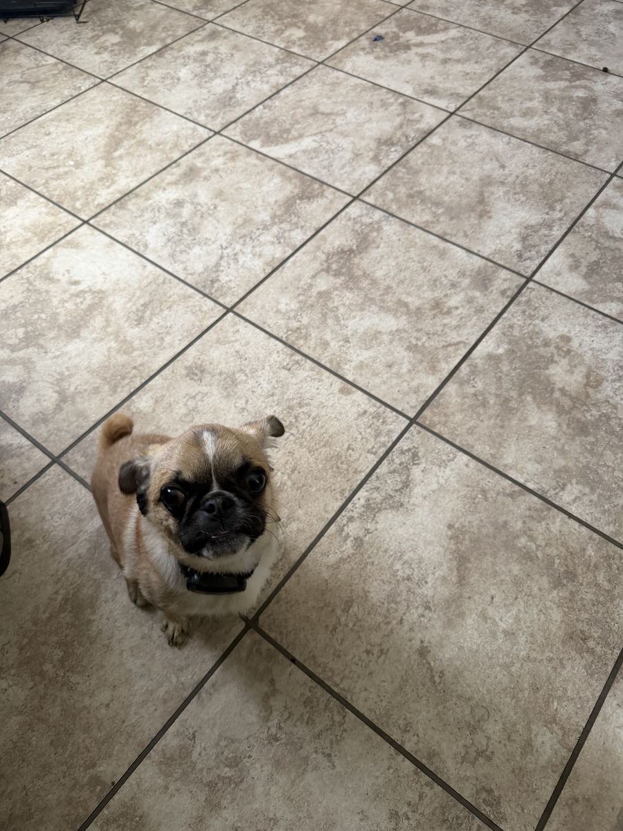 Pug for sale.