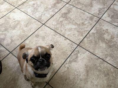 Pug for sale.