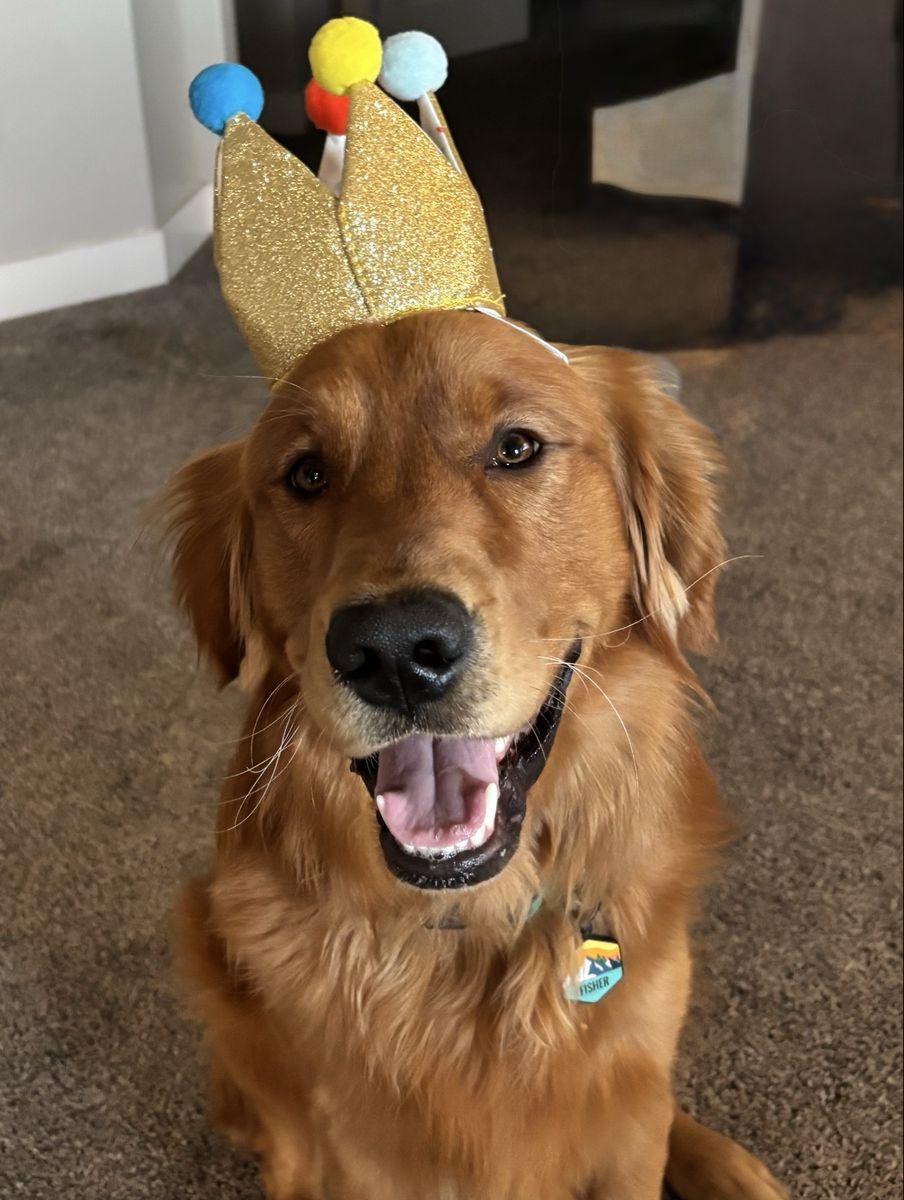 Golden Retriever Stud