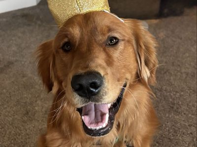 Golden Retriever Stud