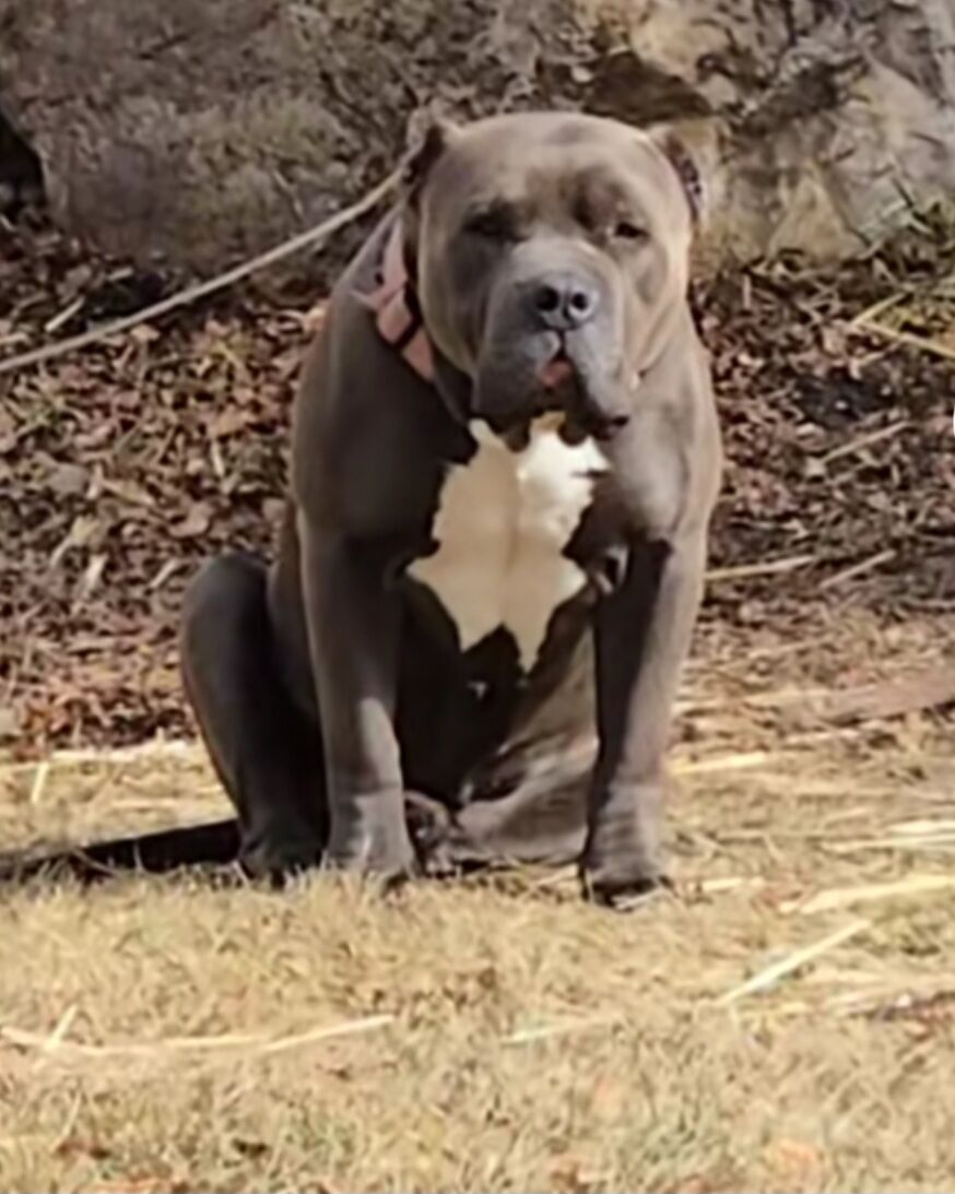 XL American Bully