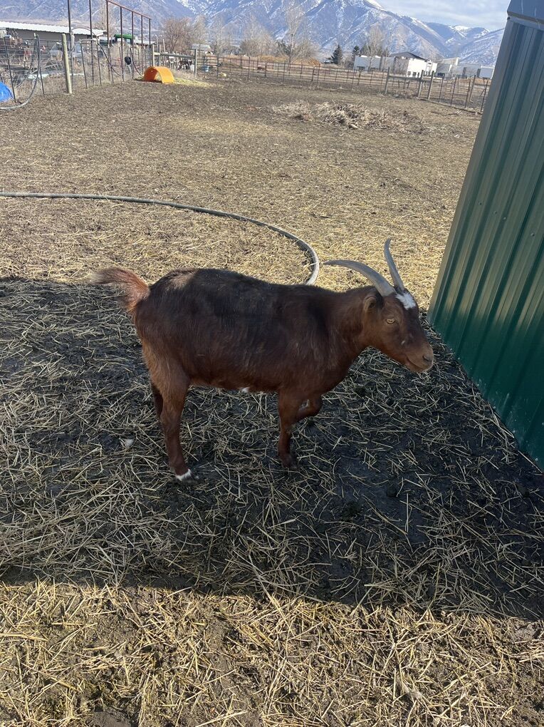 La Mancha doe For Sale