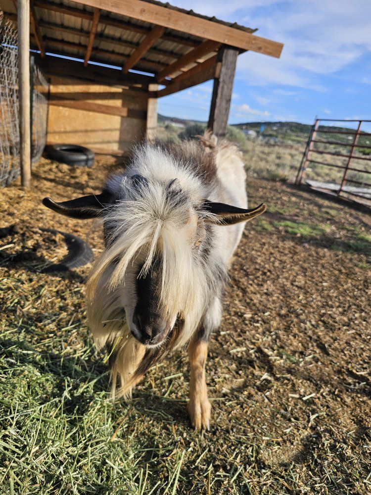 Nigerian Dwarf Buck