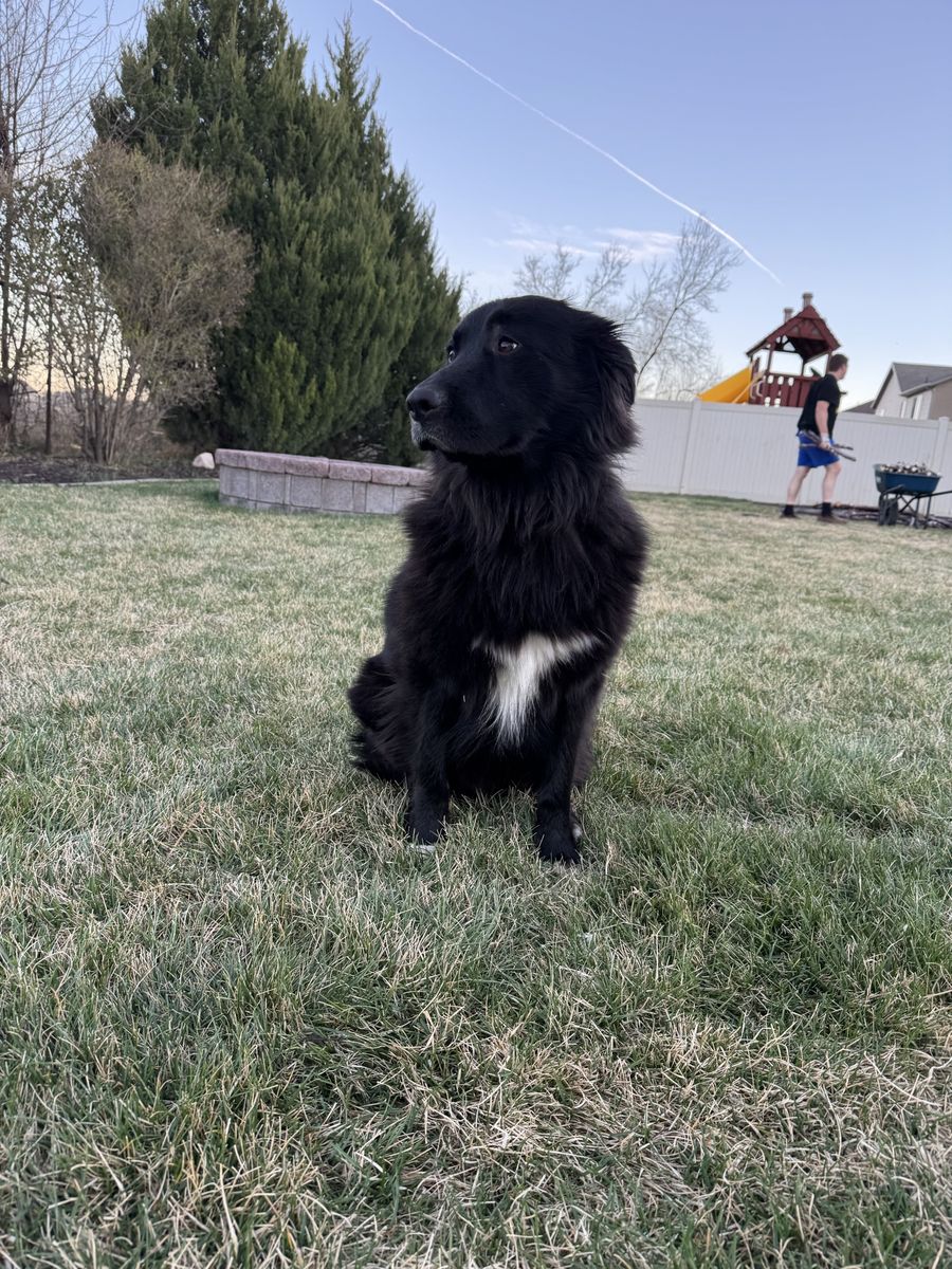 Border Collie X German Shepard