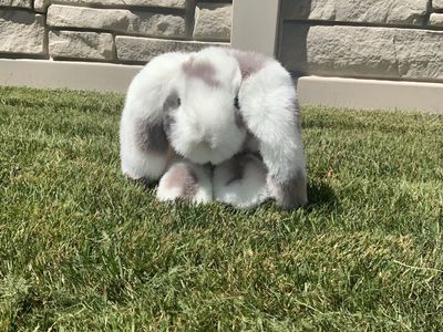Douglas Ramsey DLux Gray Spotted Bunny