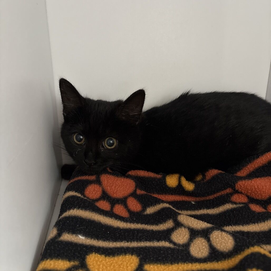 Hello my name is Sake