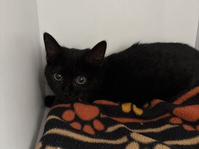 Hello my name is Sake