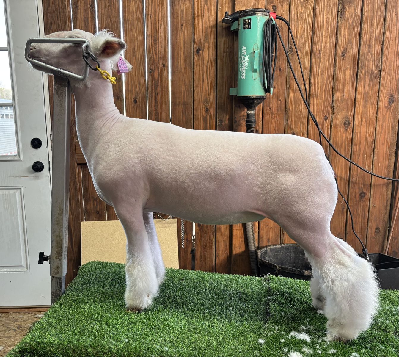 Dorset Ram/wether option