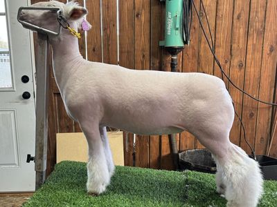 Dorset Ram/wether option