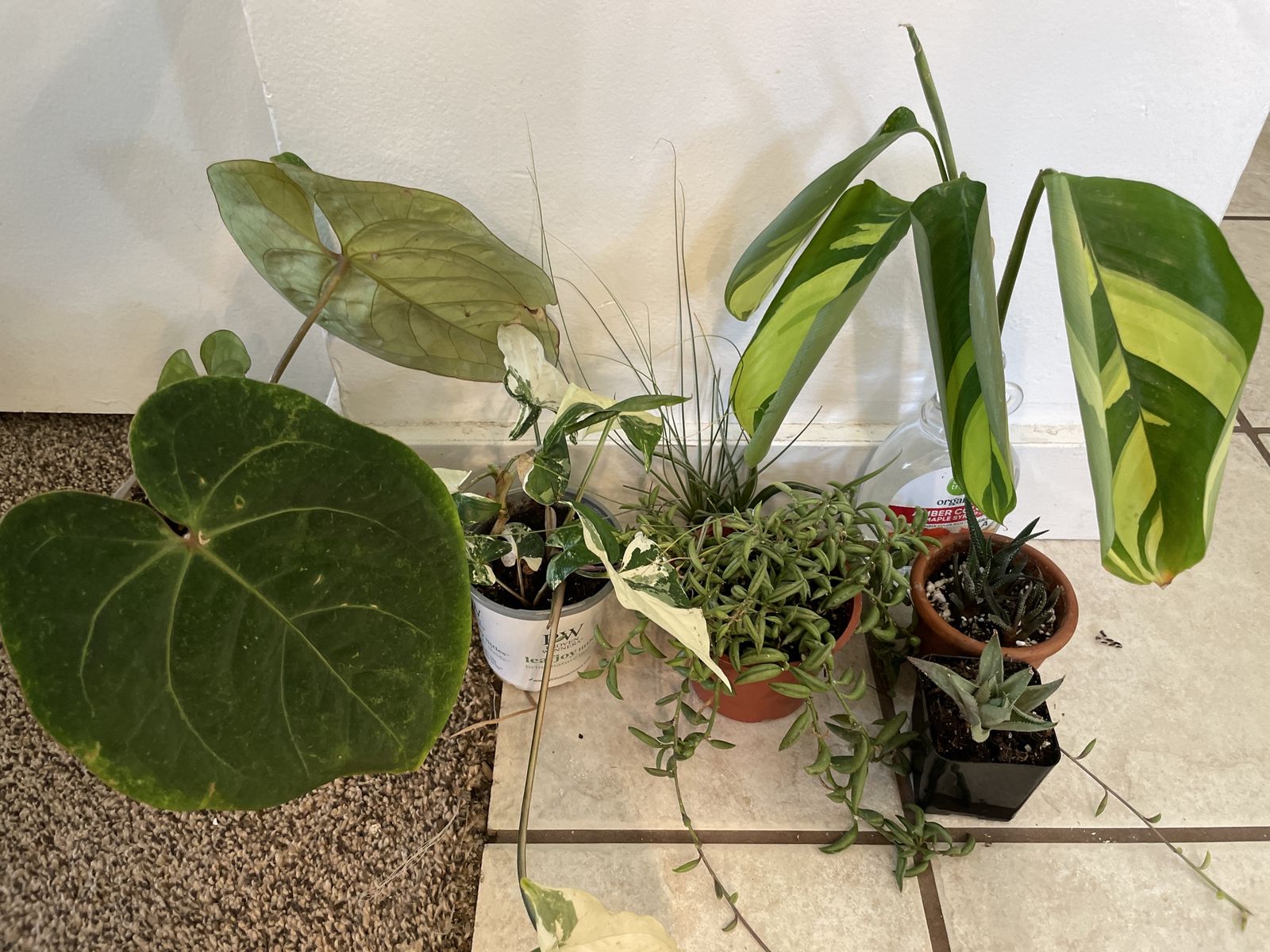 Houseplant Bundle