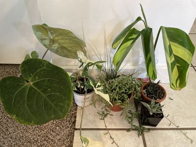 Houseplant Bundle