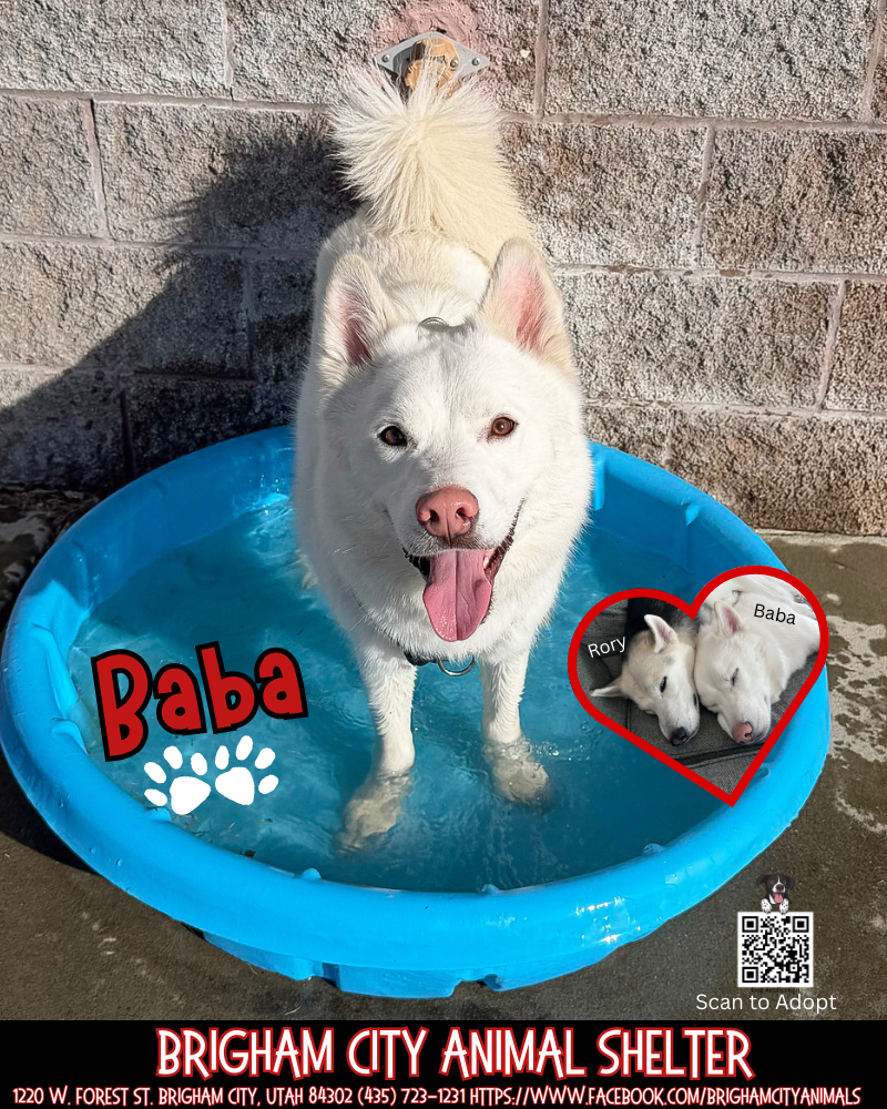 Handsome Husky Baba Looking for a Home