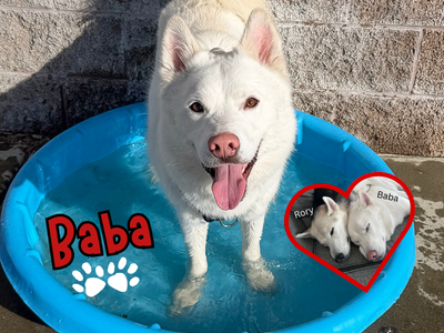 Handsome Husky Baba Looking for a Home