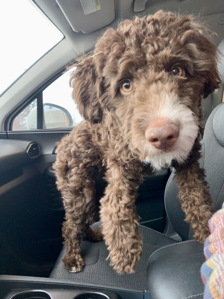 Rehoming Our AussieDoodle