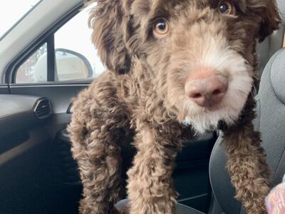 Rehoming Our AussieDoodle