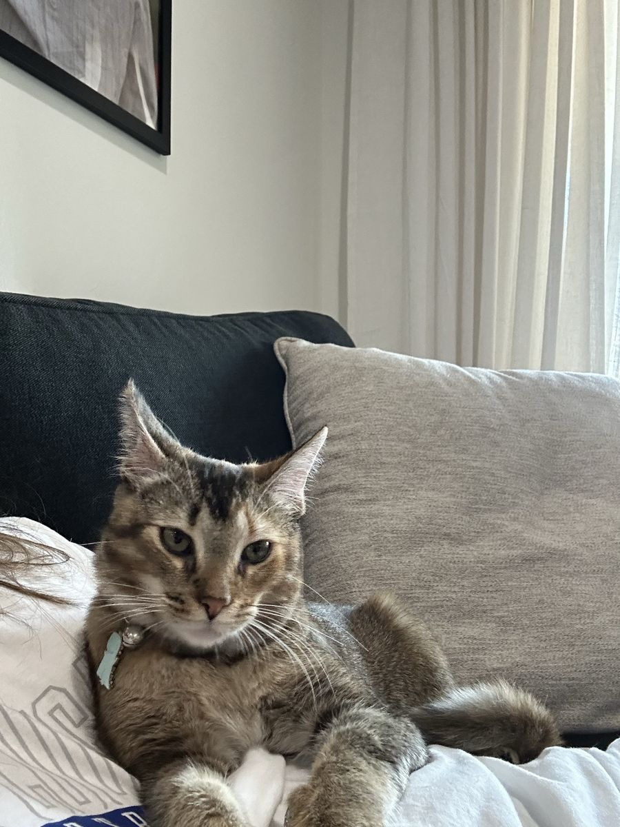 Adorable Domestic Shorthair Cat - Playful & Affectionate