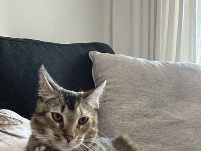 Adorable Domestic Shorthair Cat - Playful & Affectionate
