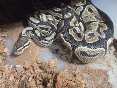 3 Adult Ball Pythons for sale