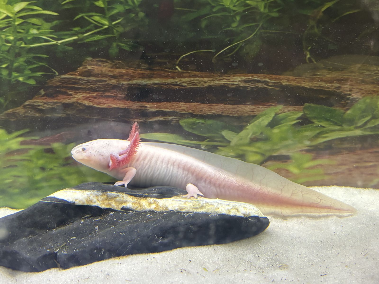 Healthy male axolotl for sale