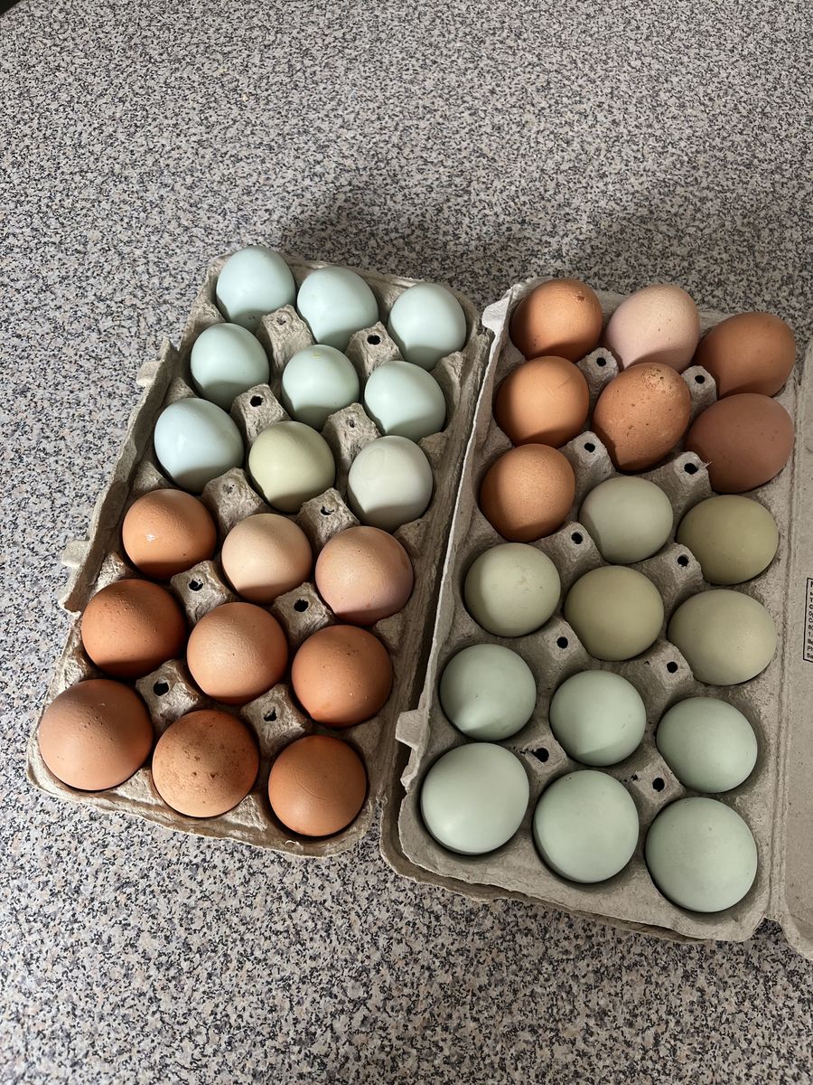 Fresh Eggs