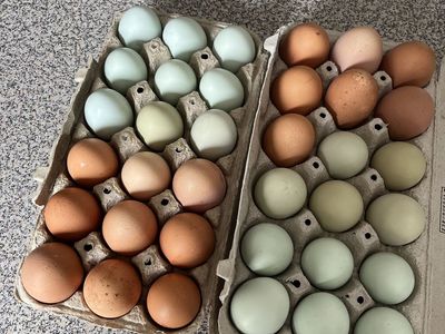 Fresh Eggs