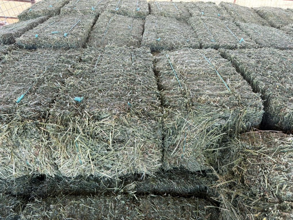 Second Crop Alfalfa small Bales