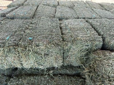 Second Crop Alfalfa small Bales