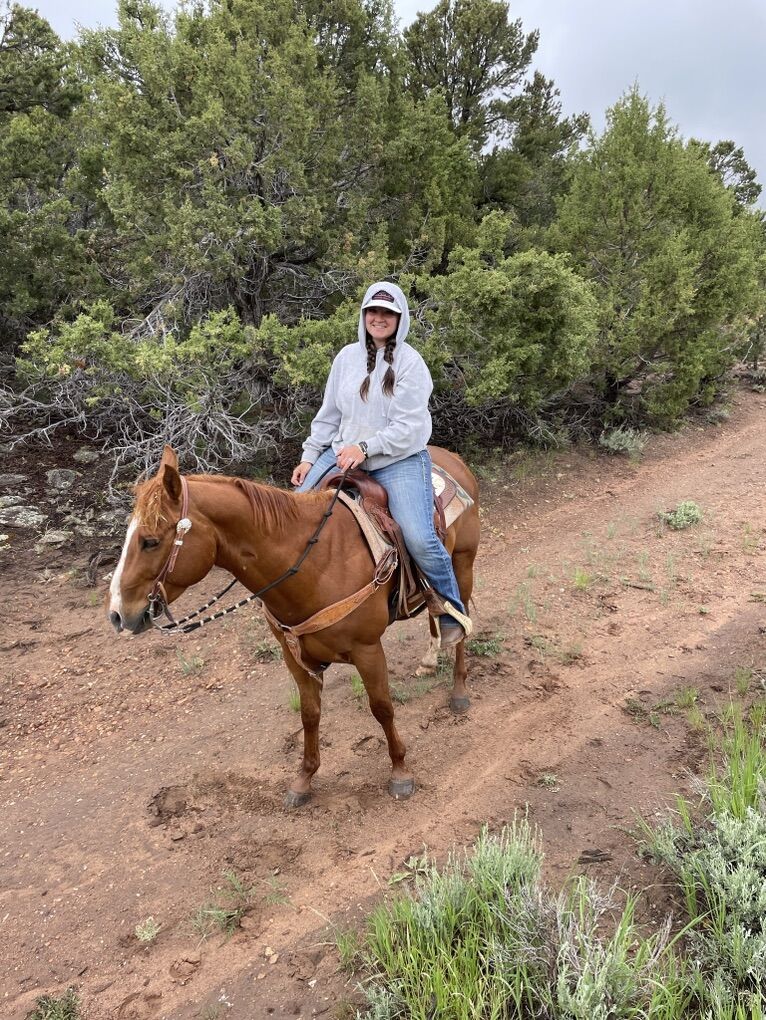 13 Yr Old Grade Gelding