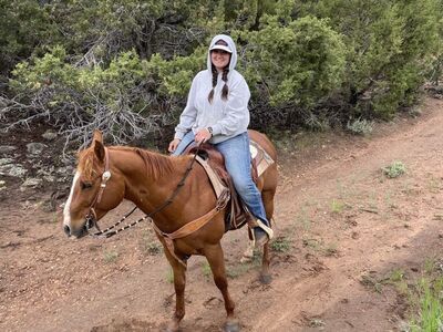 13 Yr Old Grade Gelding