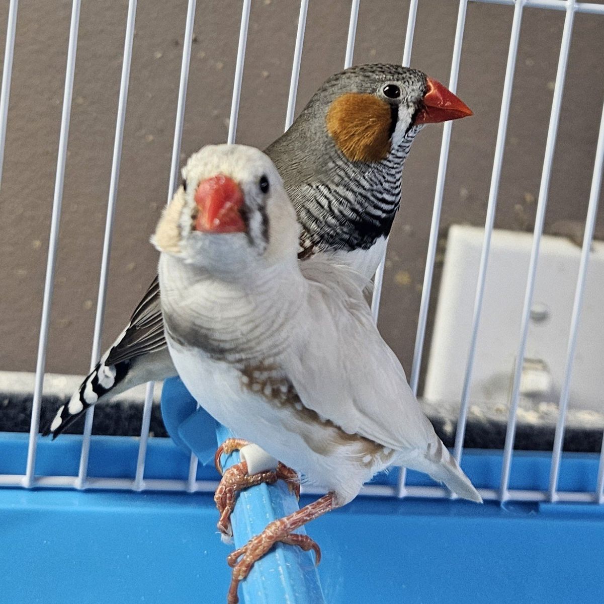 2 Zebra Finches
