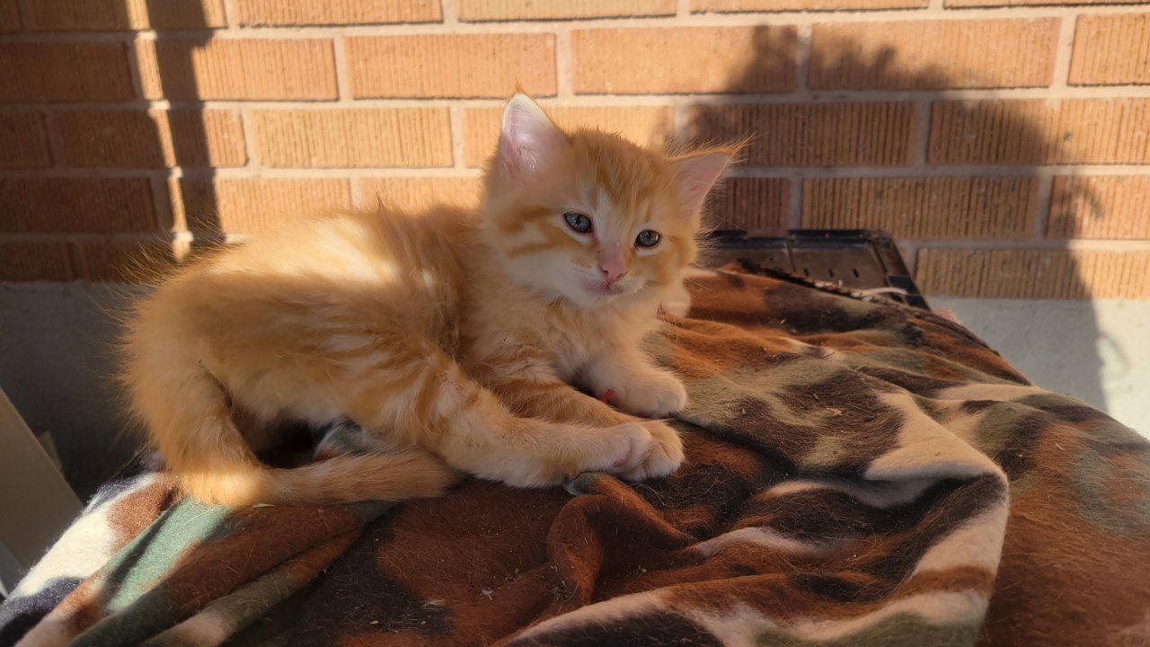 KITTENS