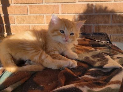 KITTENS