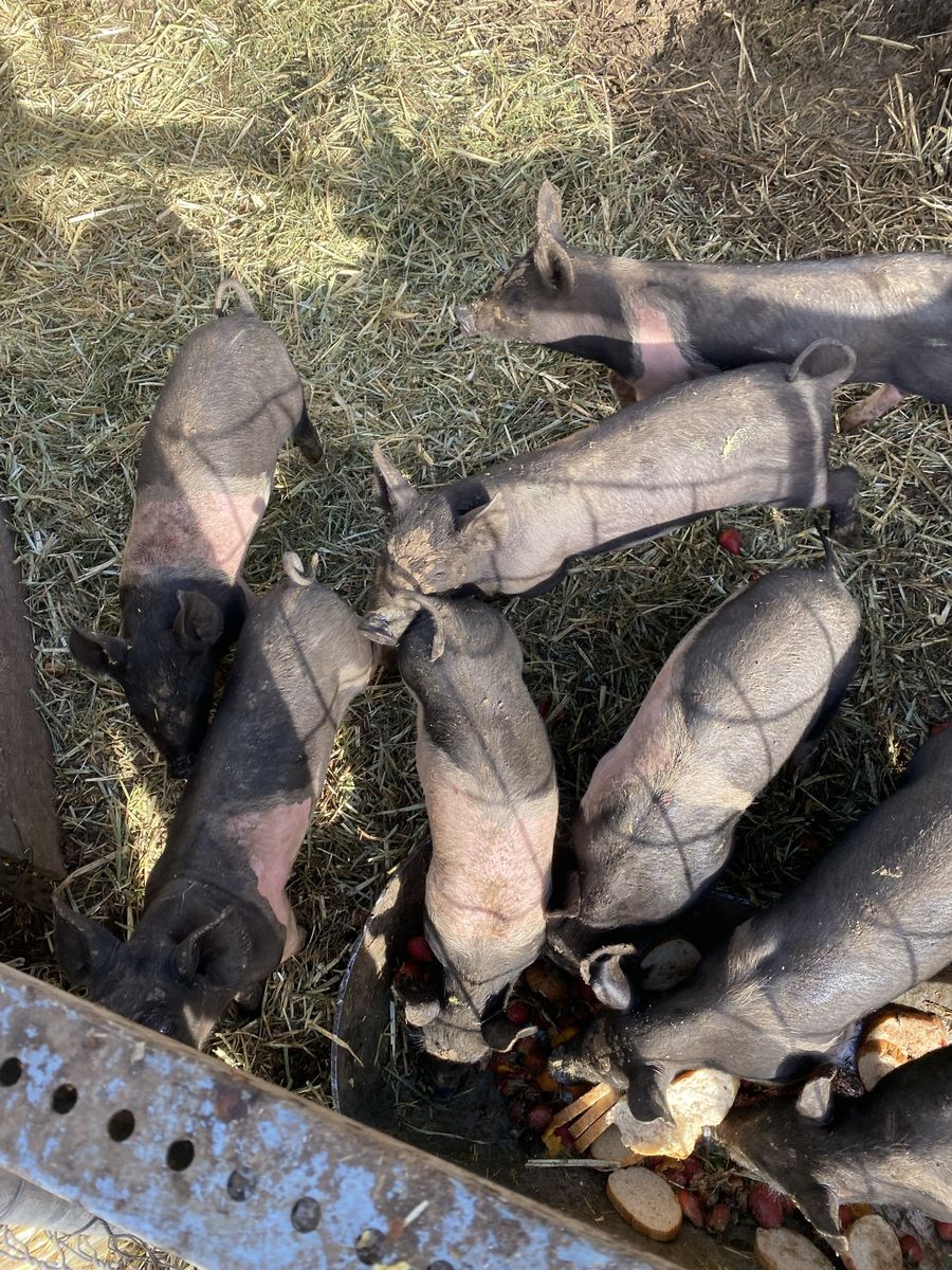 Wiener pigs. Hampshire/Yorkshire.