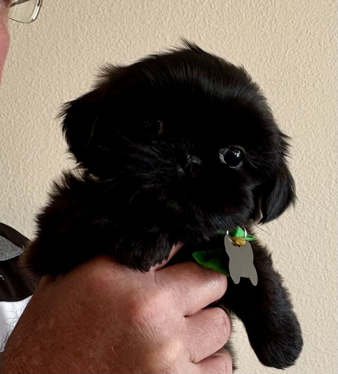 Paws-itively Precious AKC Small Imperial Shih Tzu Puppies!