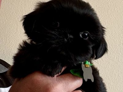 Paws-itively Precious AKC Small Imperial Shih Tzu Puppies!
