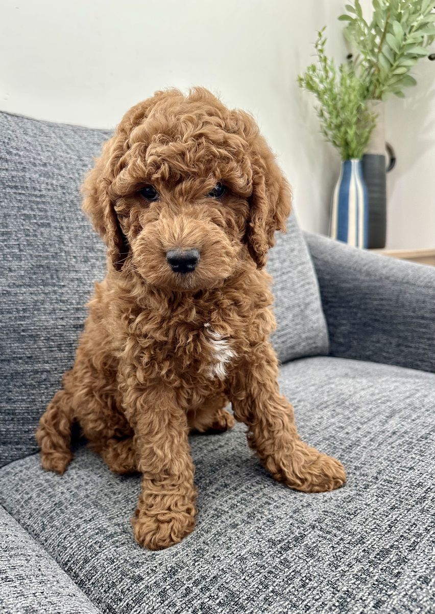 F1BB mini goldendoodle puppy female, doodle
