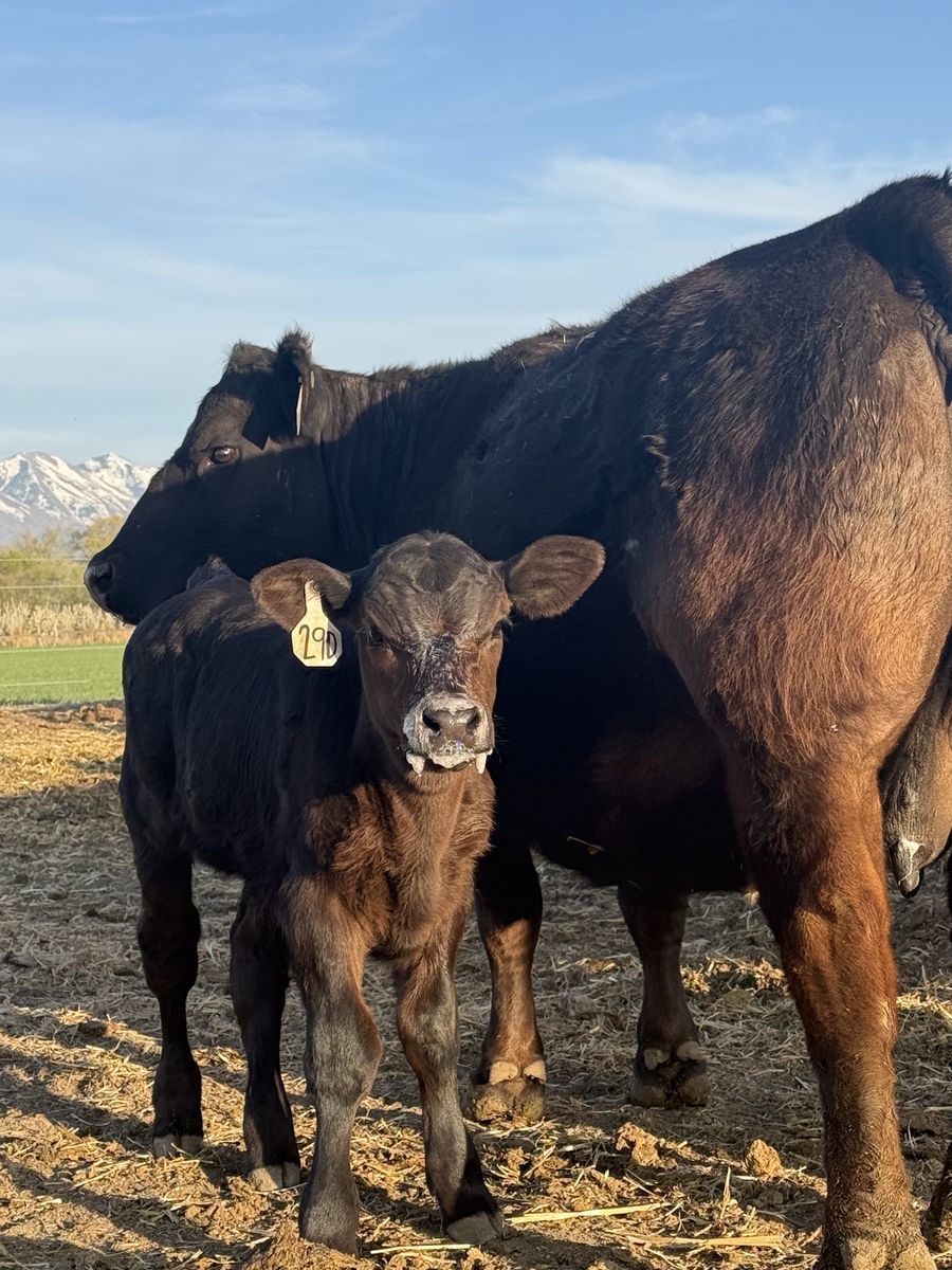 Registered Simmental Sim Angus Pairs