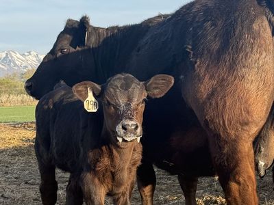 Registered Simmental Sim Angus Pairs