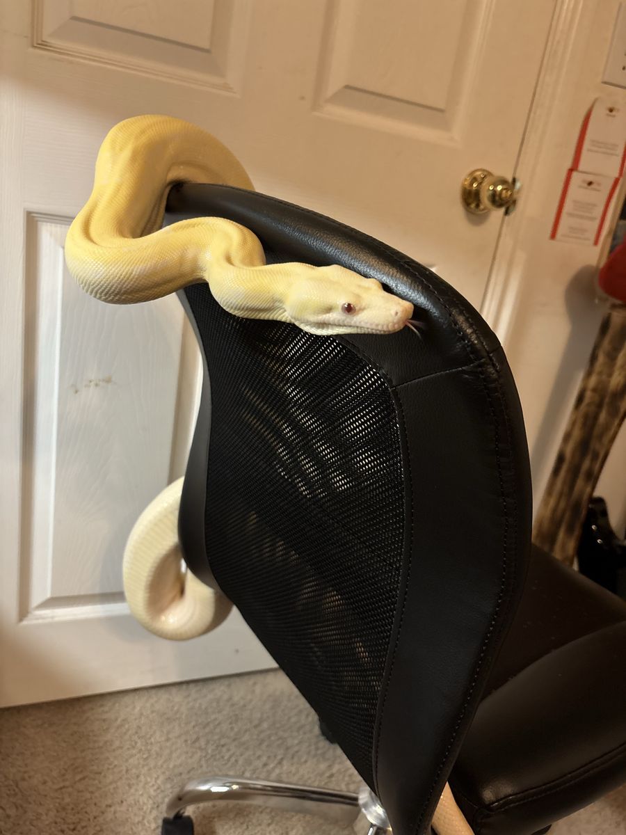 Boa, enclosure included  (albino motley)