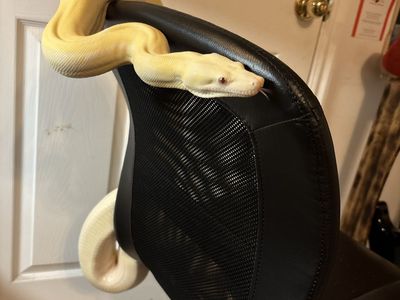 Boa, enclosure included (albino motley)