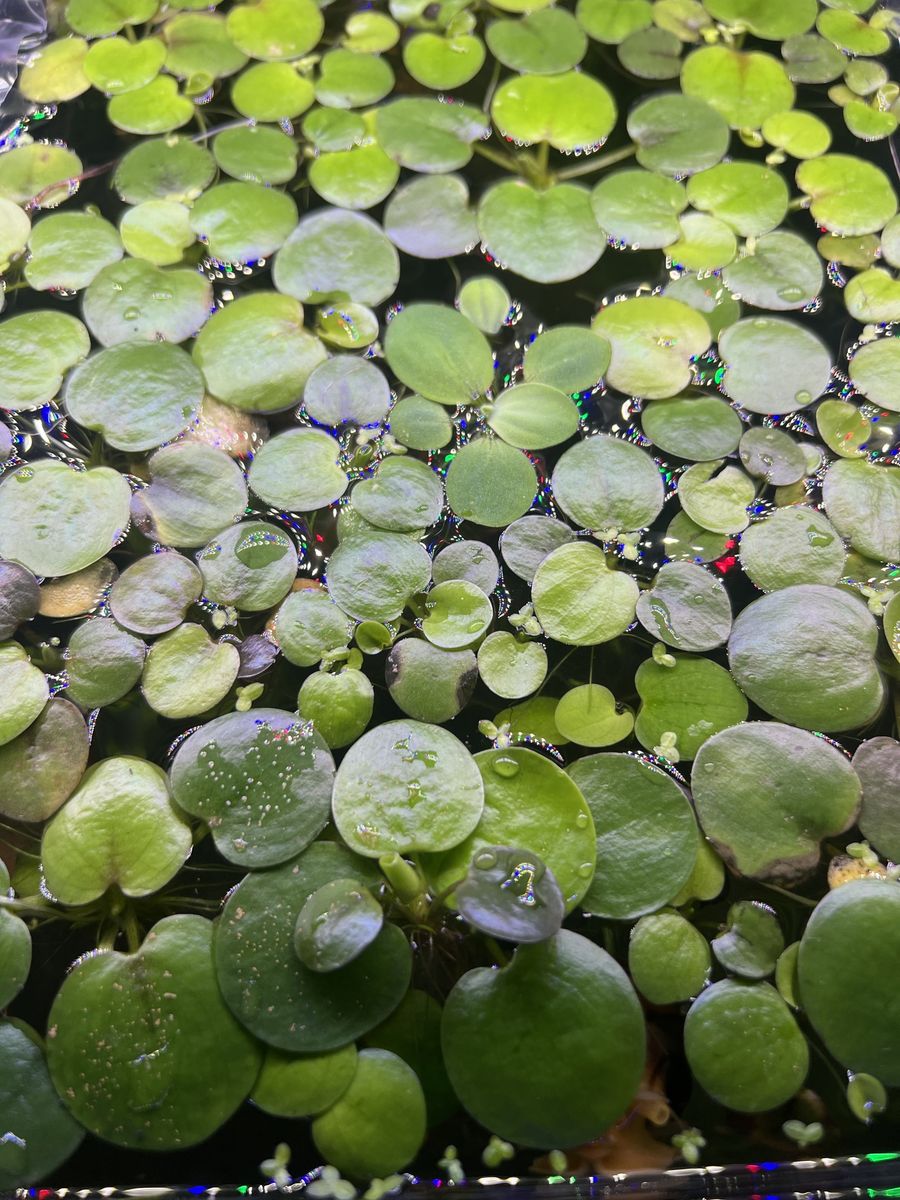 Live Floating Aquarium Plants - Frogbit